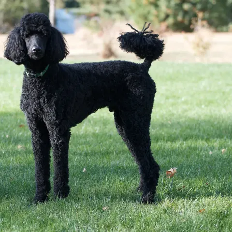 3 yaşında standart kaniş sahiplendirilecek - Kaniş (Standart) köpek sahiplendirme ilanı - Antalya
