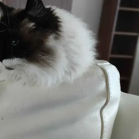 6 aylık Birman yavrumuz yuva arıyor - Birman kedi sahiplendirme ilanı - Denizli
