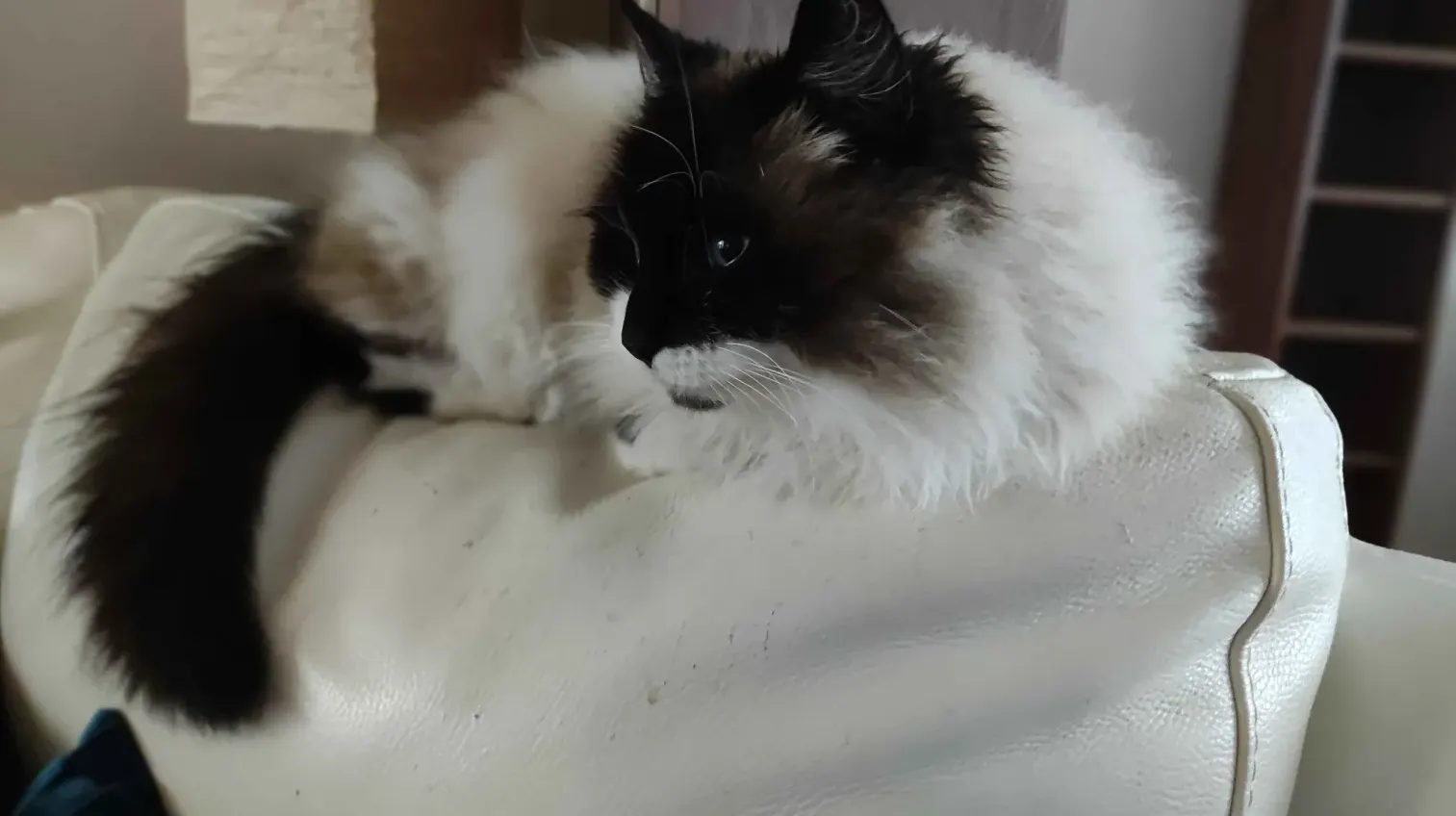 6 aylık Birman yavrumuz yuva arıyor kedi sahiplendirme ilanı - Denizli