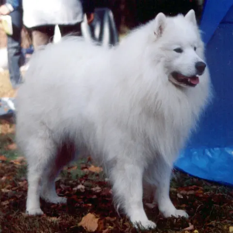Samoyed kızımıza yuva arıyoruz - Samoyed köpek sahiplendirme ilanı - Muğla