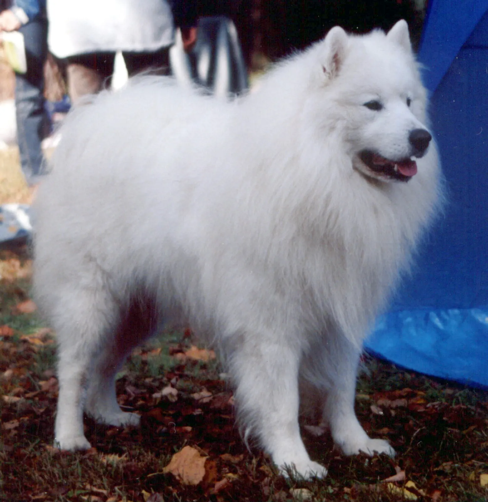 Samoyed kızımıza yuva arıyoruz köpek sahiplendirme ilanı - Muğla
