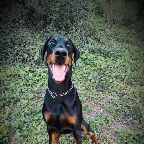 3 yaşında eğitimli Doberman - Doberman köpek sahiplendirme ilanı - Mersin