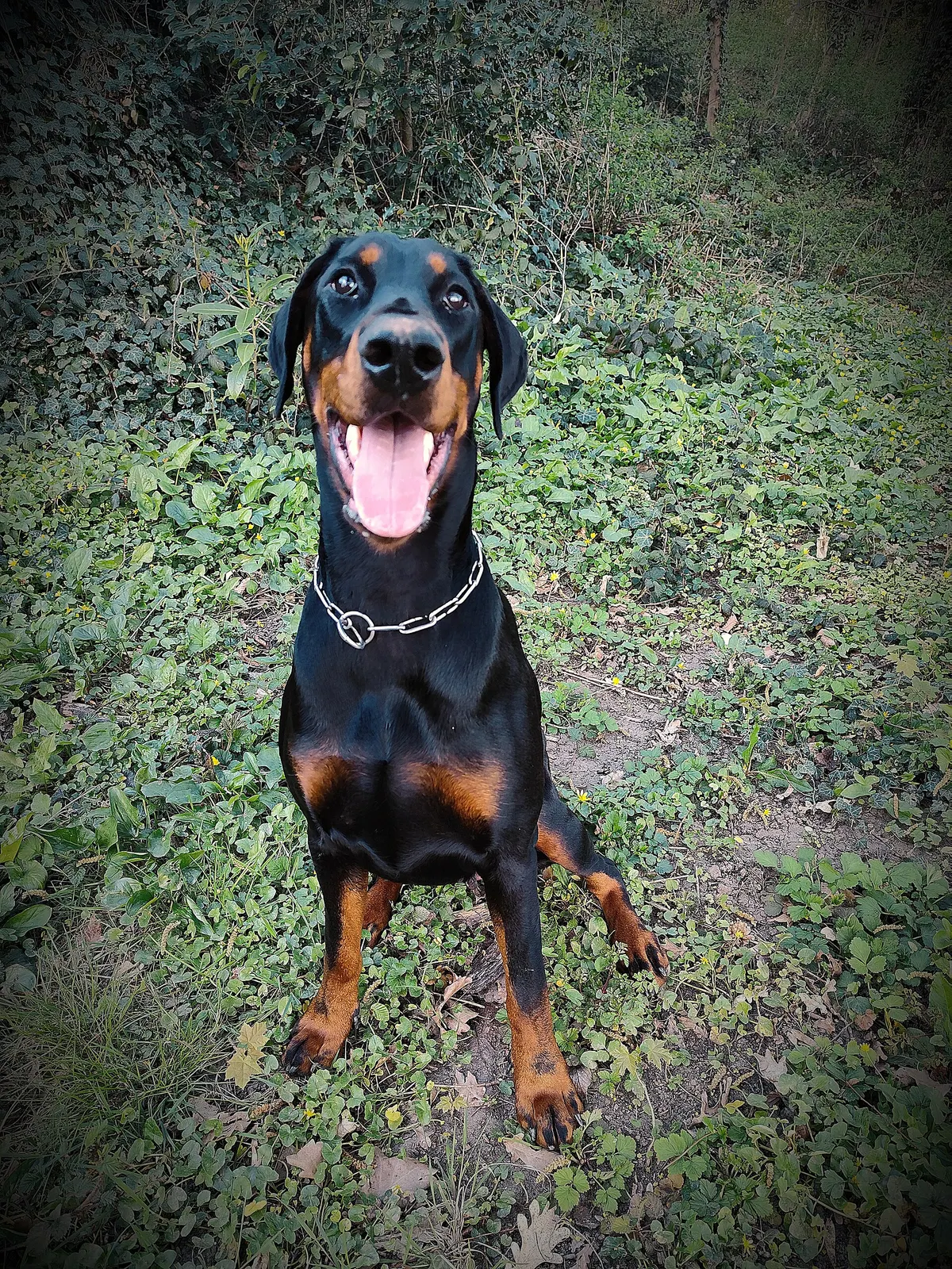 3 yaşında eğitimli Doberman köpek sahiplendirme ilanı - Mersin