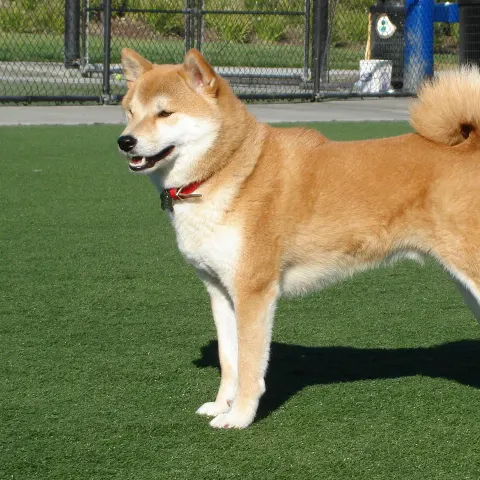 2 yaşında Shiba Inu sahiplendirilecek - Shiba Inu köpek sahiplendirme ilanı - Sakarya