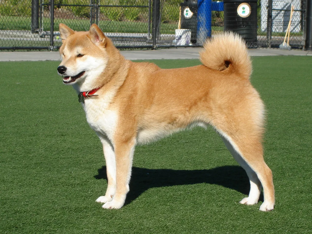 2 yaşında Shiba Inu sahiplendirilecek köpek sahiplendirme ilanı - Sakarya