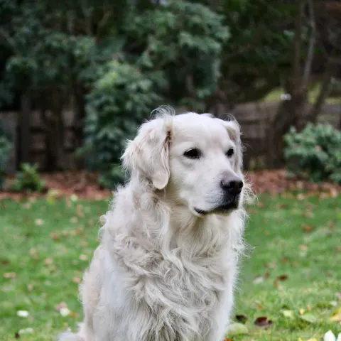 2 yaşında eğitimli Golden Retriever - Golden Retriever köpek sahiplendirme ilanı - İstanbul