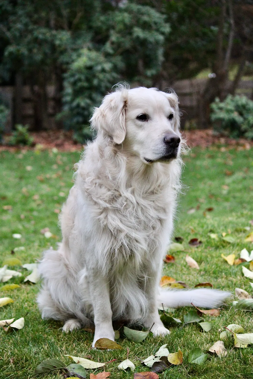 2 yaşında eğitimli Golden Retriever köpek sahiplendirme ilanı - İstanbul