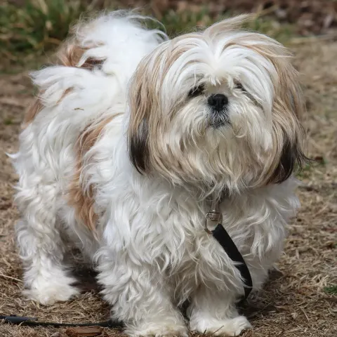5 yaşında Shih Tzu yuva arıyor - Shih Tzu köpek sahiplendirme ilanı - Trabzon