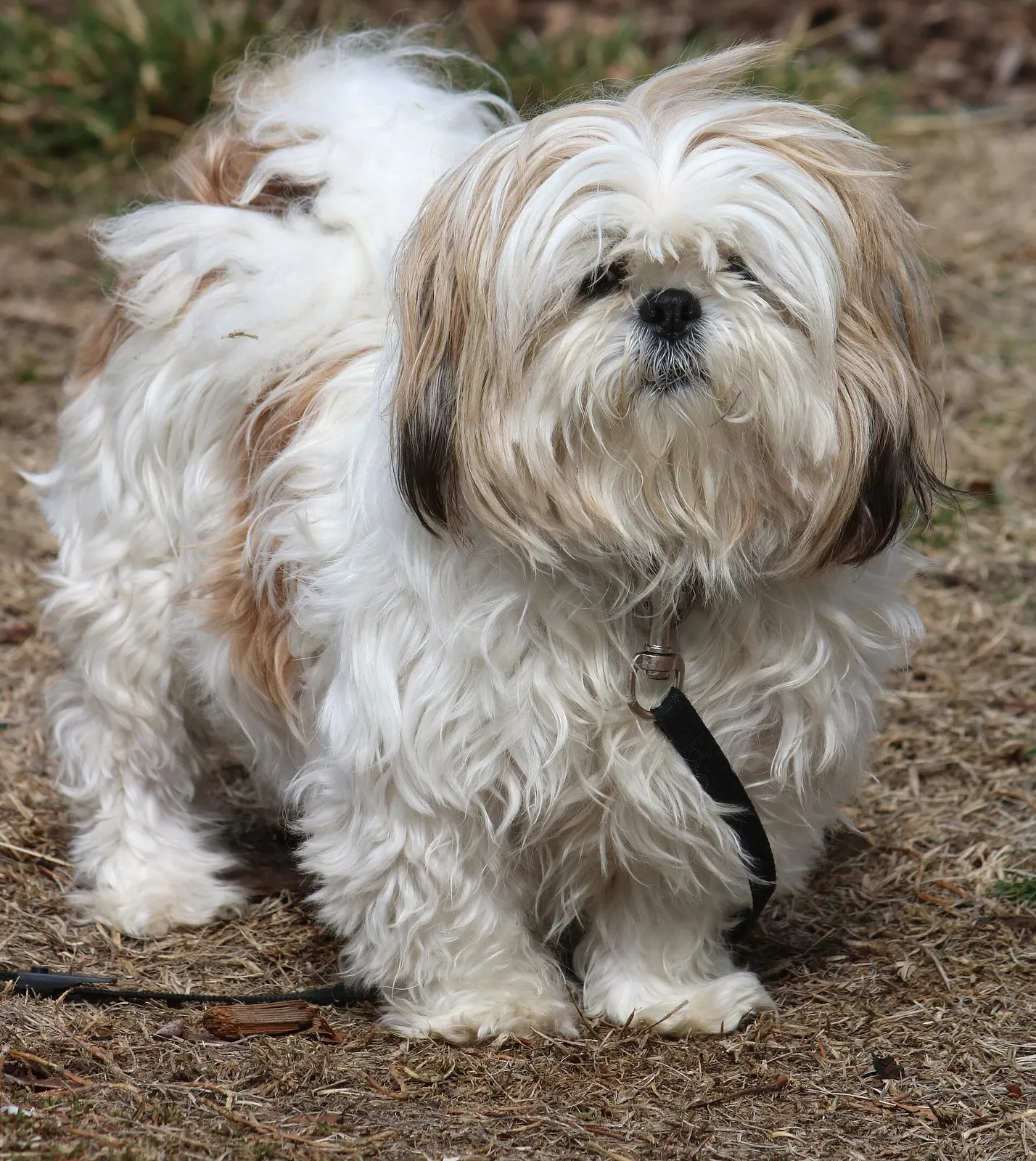 5 yaşında Shih Tzu yuva arıyor köpek sahiplendirme ilanı - Trabzon