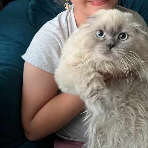 ogluma güzel eş arıyorum - Scottish Fold kedi çiftleştirme ilanı - Balıkesir