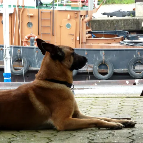Belçika Malinois için deneyimli sahip arıyorum - Belçika Malinois köpek sahiplendirme ilanı - Tekirdağ