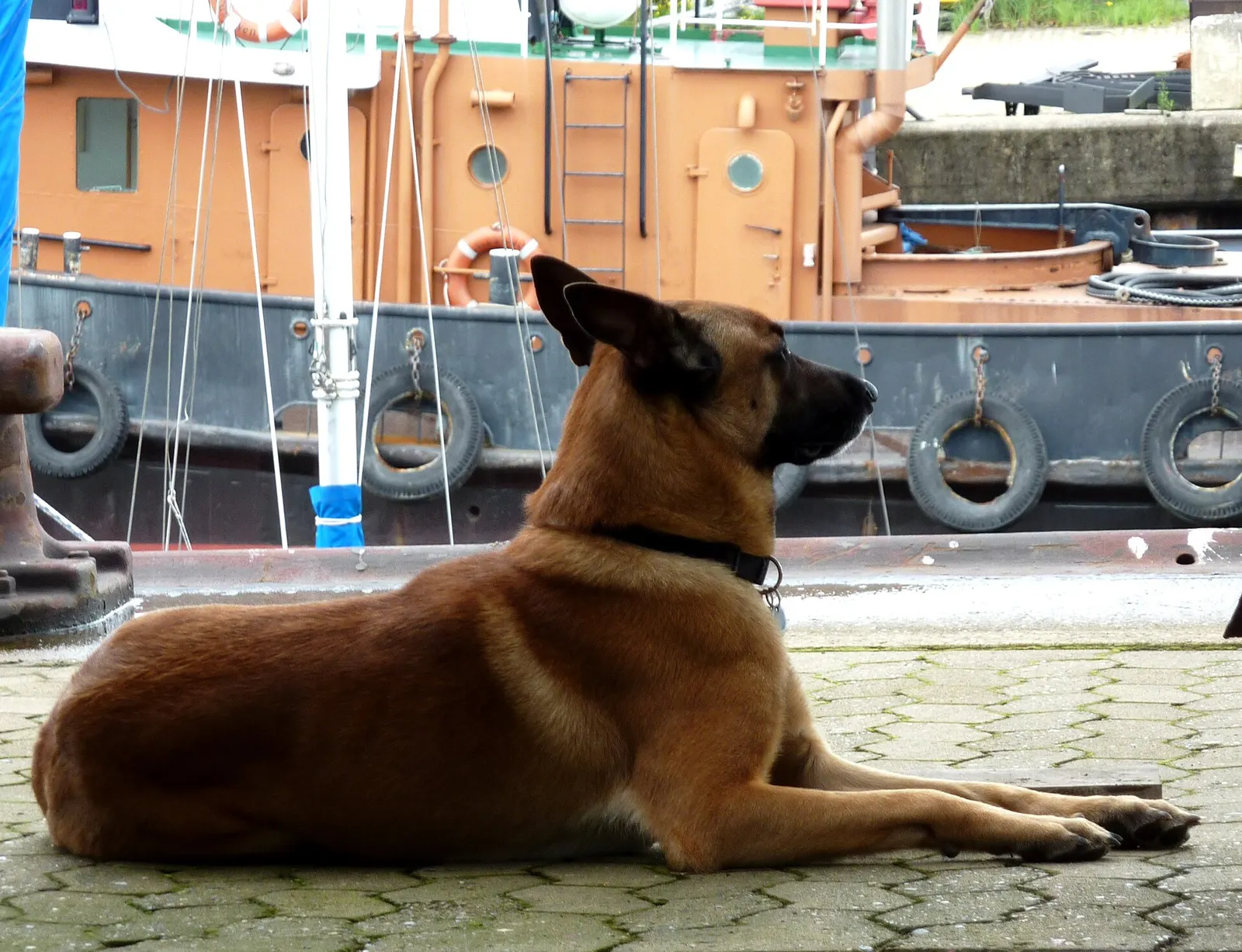 Belçika Malinois için deneyimli sahip arıyorum köpek sahiplendirme ilanı - Tekirdağ
