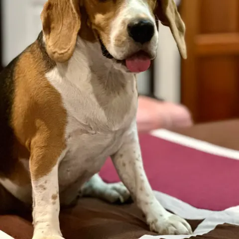 Beagle köpeğimize acil yuva arıyoruz - Beagle köpek sahiplendirme ilanı - Adana