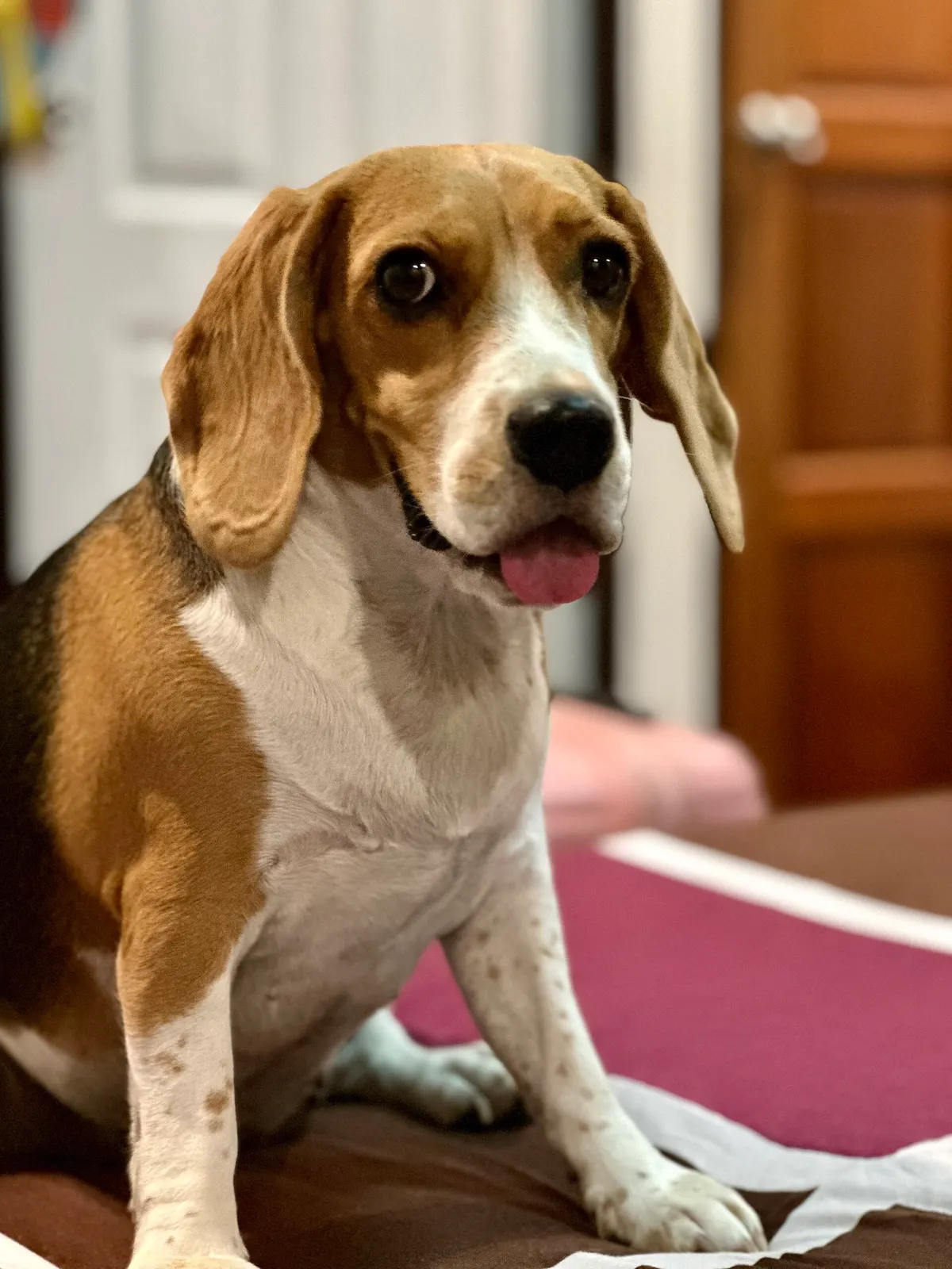 Beagle köpeğimize acil yuva arıyoruz köpek sahiplendirme ilanı - Adana