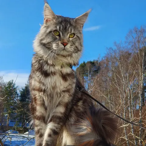 Maine Coon erkeğime eş arıyorum - Maine Coon kedi çiftleştirme ilanı - Bursa