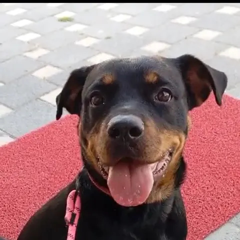 12 aylık eğitimli dişi Rottweiler - Rottweiler köpek sahiplendirme ilanı - Eskişehir