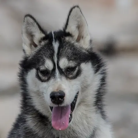 2 yaşında Sibirya Husky yuva arıyor - Sibirya Husky köpek sahiplendirme ilanı - Kayseri