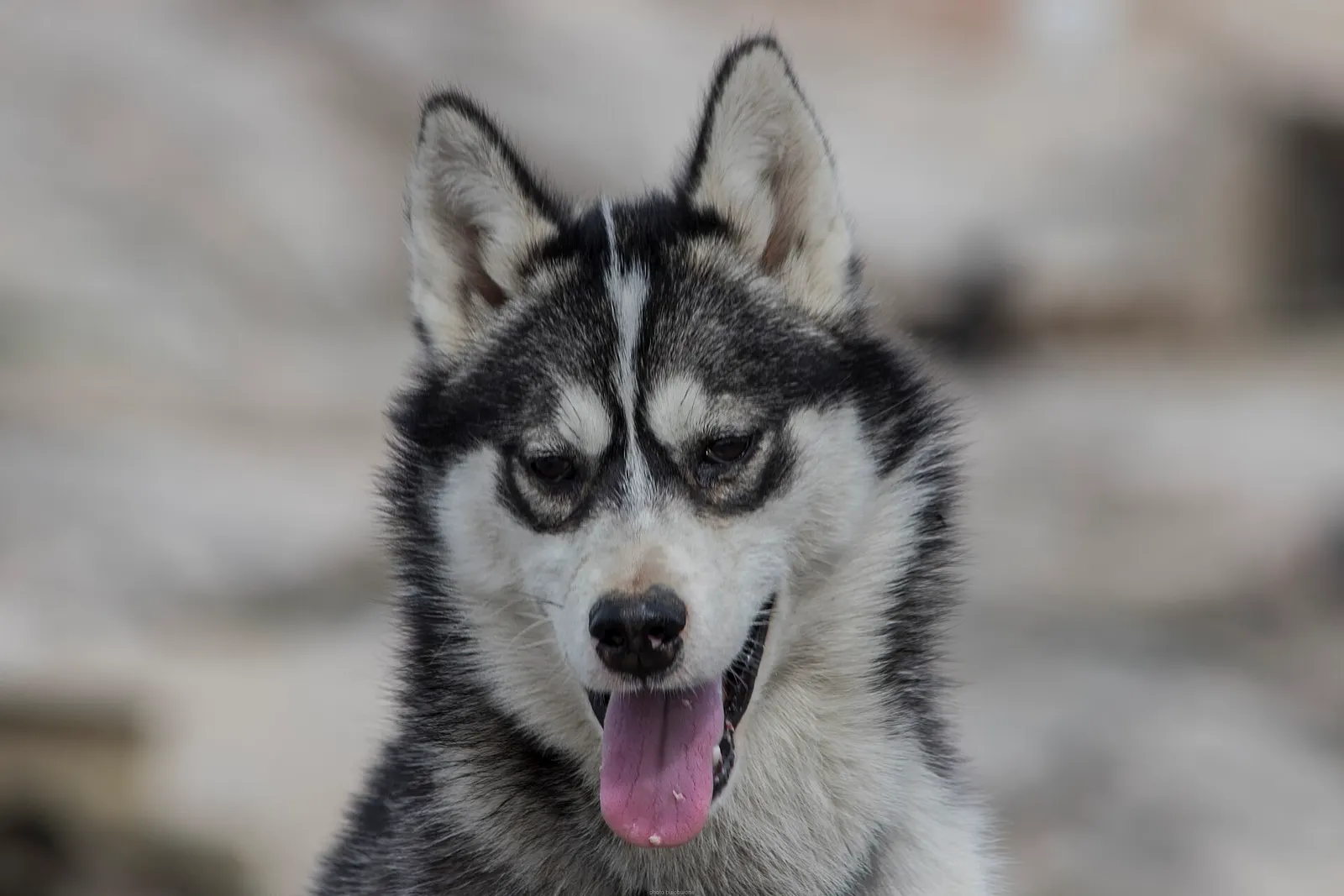 2 yaşında Sibirya Husky yuva arıyor köpek sahiplendirme ilanı - Kayseri