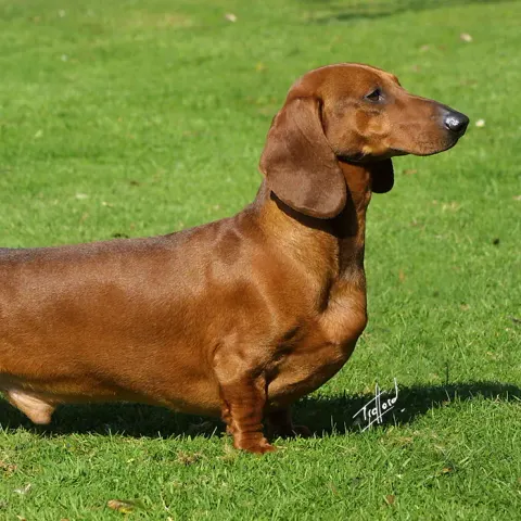 4 yaşında Dachshund sahiplendirilecek - Dachshund (Sosis) köpek sahiplendirme ilanı - Gaziantep