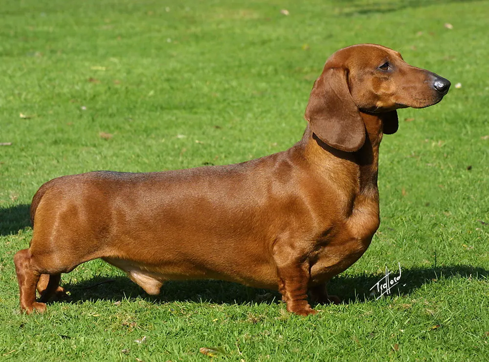 4 yaşında Dachshund sahiplendirilecek köpek sahiplendirme ilanı - Gaziantep