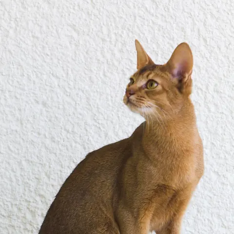Habeş kedimiz için yuva arıyorum - Habeş Kedisi kedi sahiplendirme ilanı - Mersin