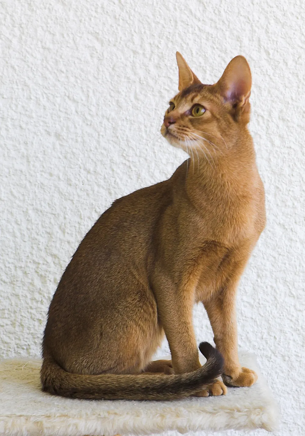 Habeş kedimiz için yuva arıyorum kedi sahiplendirme ilanı - Mersin