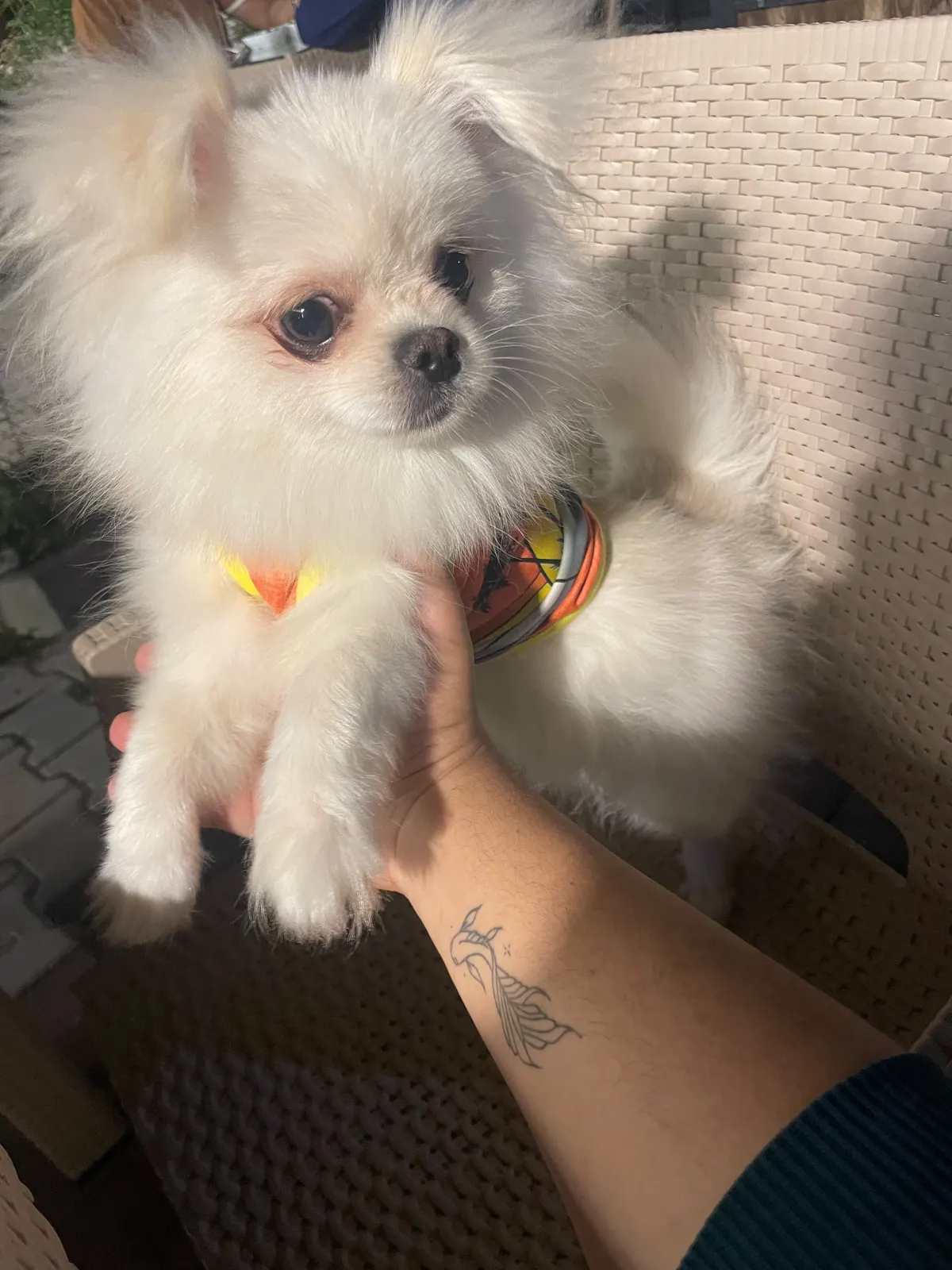 !! KORE POMERANİAN YAVRU YUVASINI ARIYOR !! köpek sahiplendirme ilanı - Ankara