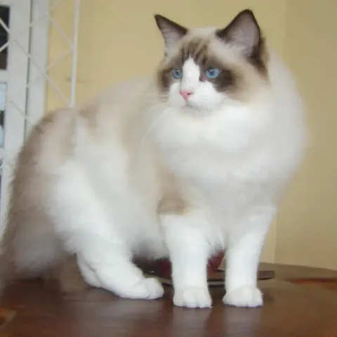 1 yaşında Ragdoll kedimize yuva arıyoruz - Ragdoll kedi sahiplendirme ilanı - Antalya
