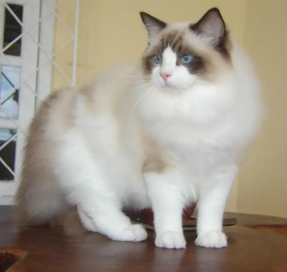 1 yaşında Ragdoll kedimize yuva arıyoruz kedi sahiplendirme ilanı - Antalya