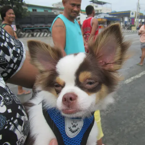 3 yaşında Chihuahua için sakin yuva arıyorum - Chihuahua köpek sahiplendirme ilanı - Samsun