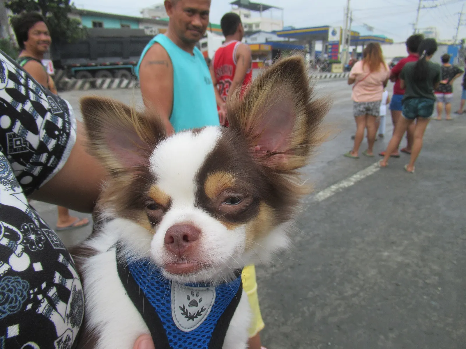 3 yaşında Chihuahua için sakin yuva arıyorum köpek sahiplendirme ilanı - Samsun
