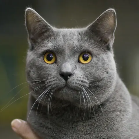 4 yaşında Chartreux sahiplendirilecek - Chartreux (Kartezyen) kedi sahiplendirme ilanı - Aydın