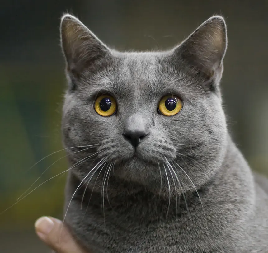 4 yaşında Chartreux sahiplendirilecek kedi sahiplendirme ilanı - Aydın