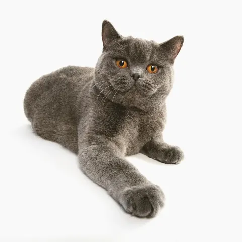8 aylık British Shorthair yuva arıyor - British Shorthair kedi sahiplendirme ilanı - İstanbul