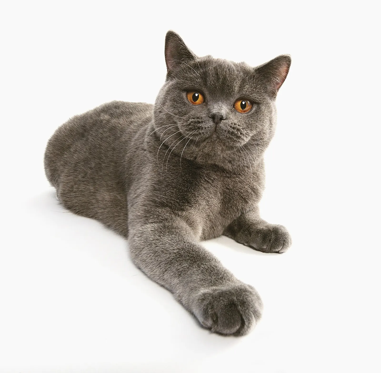 8 aylık British Shorthair yuva arıyor kedi sahiplendirme ilanı - İstanbul