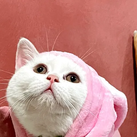 1 yaşında British - British Shorthair kedi sahiplendirme ilanı - İstanbul