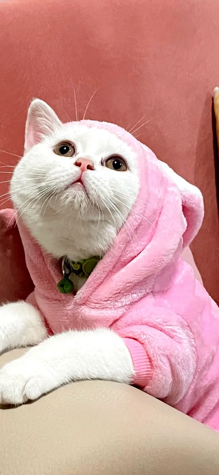 1 yaşında British kedi sahiplendirme ilanı - İstanbul
