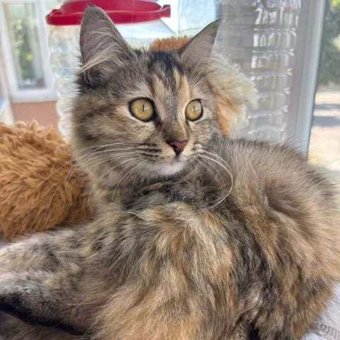 8 aylık melez kedi - Melez kedi sahiplendirme ilanı - İstanbul