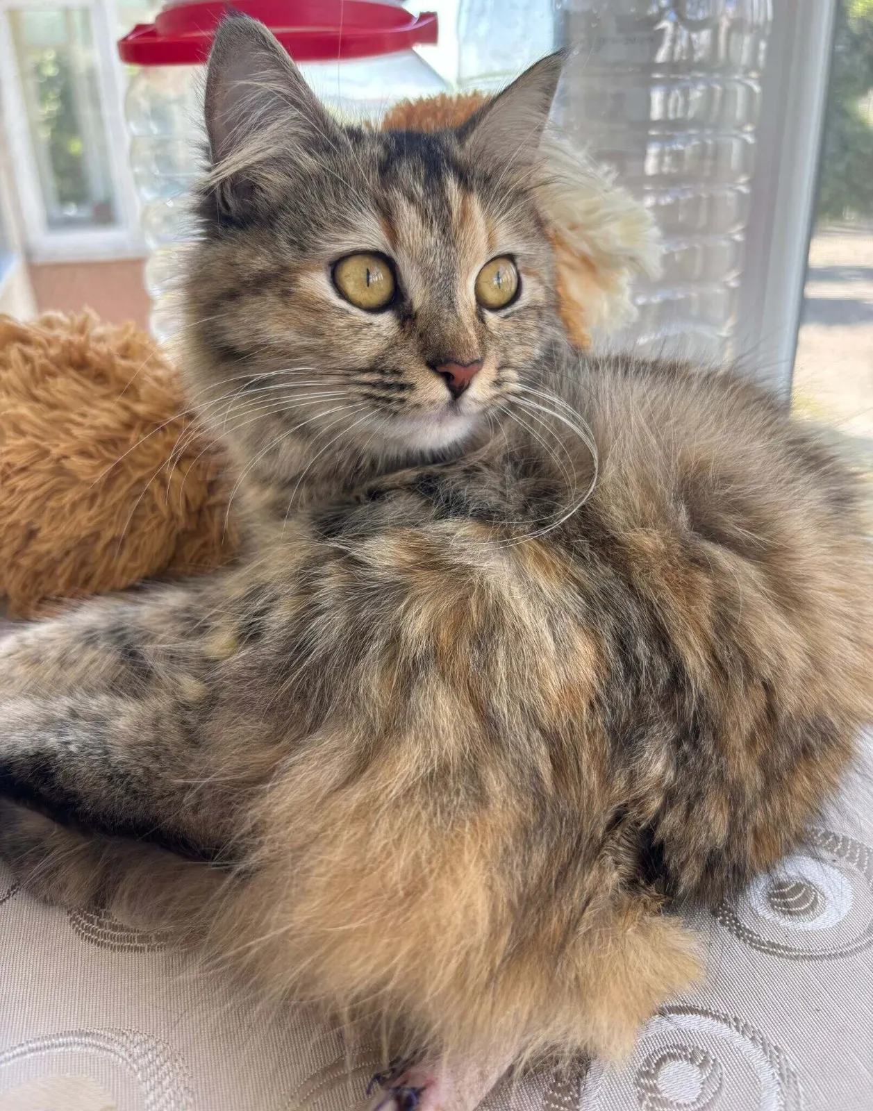 8 aylık melez kedi kedi sahiplendirme ilanı - İstanbul