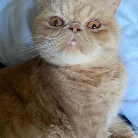 1,5 yaşında Exotic Shorthair sahiplendirilecek - Exotic Shorthair kedi sahiplendirme ilanı - Kocaeli