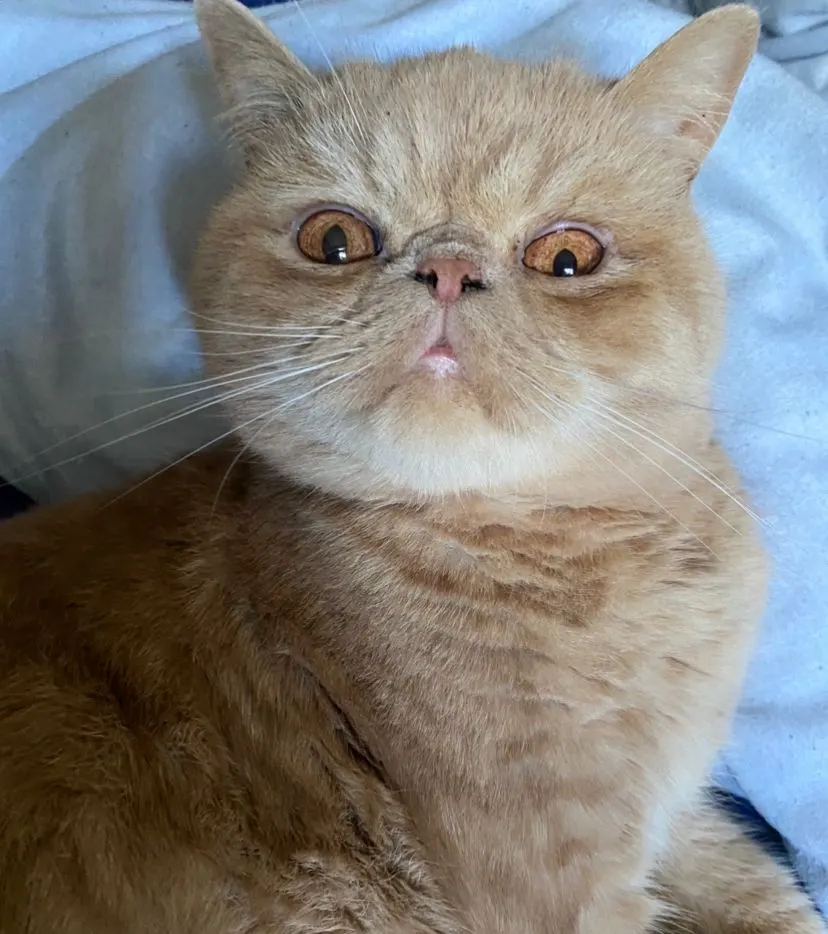 1,5 yaşında Exotic Shorthair sahiplendirilecek kedi sahiplendirme ilanı - Kocaeli