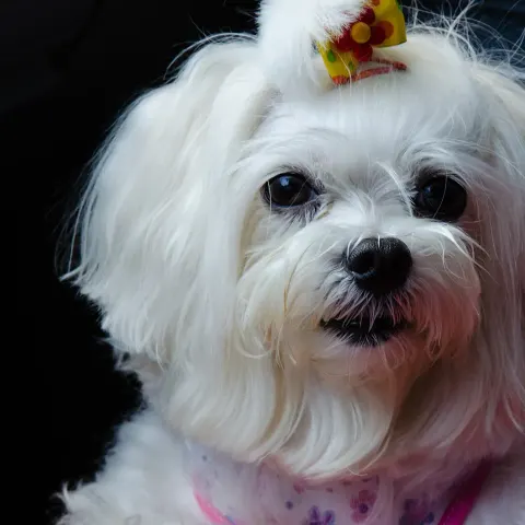 Malta terrier kızımıza yuva arıyoruz - Malta Terrier köpek sahiplendirme ilanı - Denizli