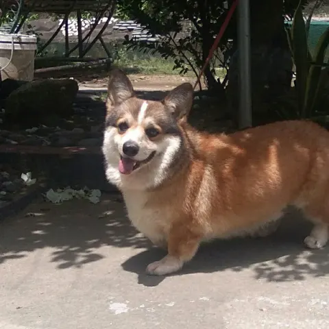 1 yaşında Corgi sahiplendirilecek - Corgi (Pembroke) köpek sahiplendirme ilanı - Balıkesir
