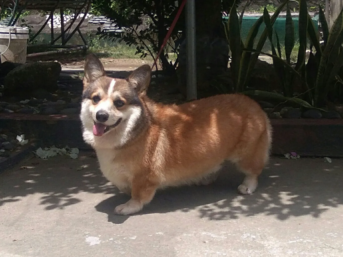 1 yaşında Corgi sahiplendirilecek köpek sahiplendirme ilanı - Balıkesir