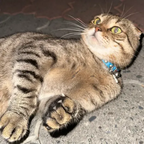 Scottish Fold yavrumuza ömürlük yuva arıyoruz - Scottish Fold kedi sahiplendirme ilanı - Ankara