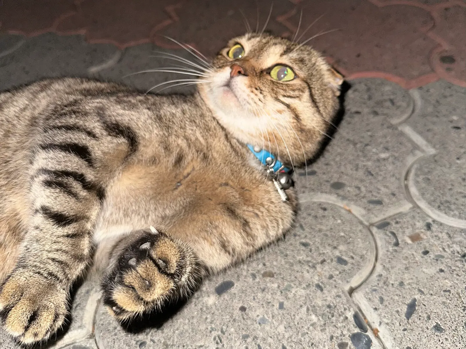 Scottish Fold yavrumuza ömürlük yuva arıyoruz kedi sahiplendirme ilanı - Ankara