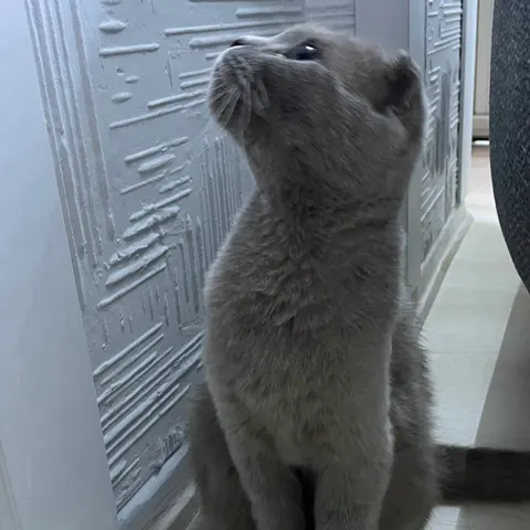 Ailesi yurtdışına taşındı ve ona yuva arıyoruz - British Shorthair kedi sahiplendirme ilanı - İstanbul
