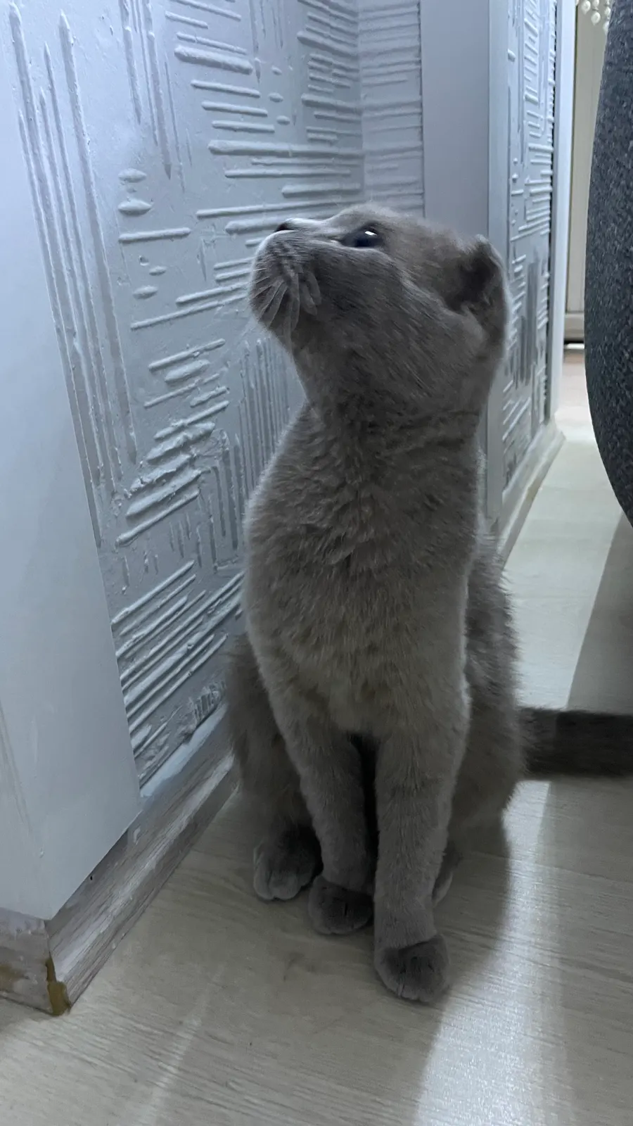 Ailesi yurtdışına taşındı ve ona yuva arıyoruz kedi sahiplendirme ilanı - İstanbul