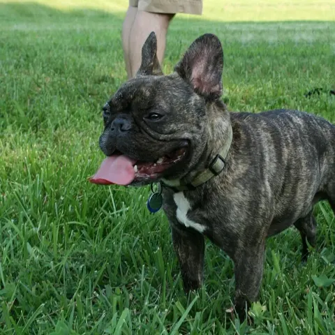 1,5 yaşında Fransız Bulldog - Fransız Bulldog köpek sahiplendirme ilanı - Bursa