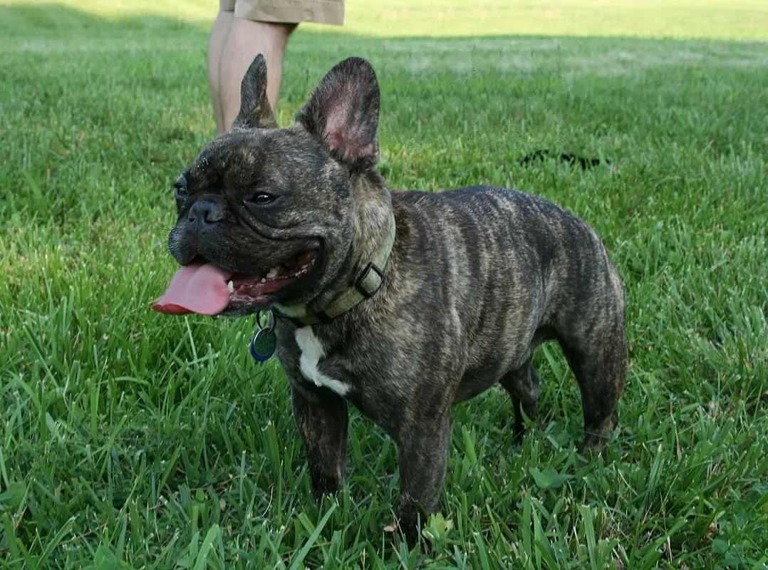 1,5 yaşında Fransız Bulldog köpek sahiplendirme ilanı - Bursa